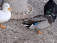 Ducks — Foto 2