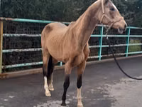 Stute, Akhal-Teke — Foto 4