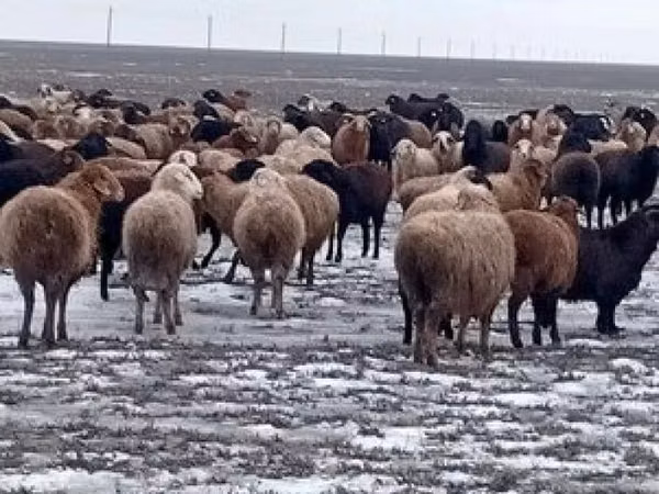 Кочкор, Койлор