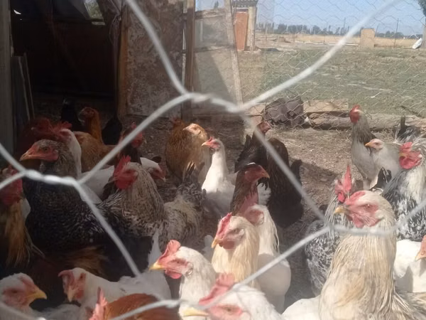 Chickens — Kirgisistan