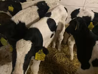 Buqa, Russian Black pied cattle — 3-rasm