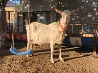 Ziege, Saanen goat — Foto 2