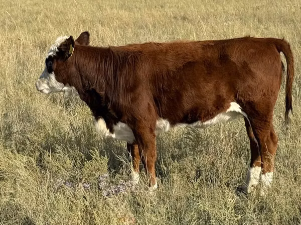 गाय, हेरफोर्ड — कज़ाखस्तान