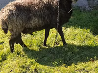 मेढ़ा, भेड़ — फ़ोटो 4