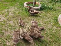 Ducks — Foto 4