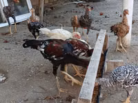 Chickens — Foto 5