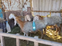 كبش, Arashan sheep — الصورة 6