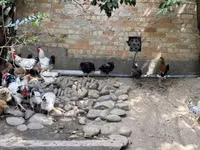 Chickens — Foto 2