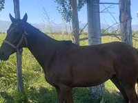 فرس, Arabian horse — الصورة 8