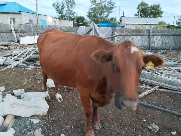 गाय, मवेशी — कज़ाखस्तान