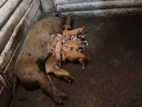 Schweine (Partie, Geschlecht nicht angegeben) — Foto 6