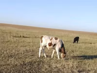 公牛, Simmental cattle — 照片 2