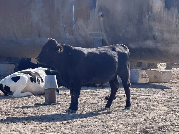 Bulle, Aberdeen-Angus