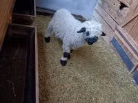 मेढ़ा, Valais Blacknose sheep — फ़ोटो 3