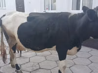 गाय, Russian Black pied cattle — फ़ोटो 1