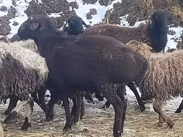 كبش, Hissar sheep — كازاخستان
