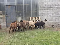 Carnero, Rhon sheep — foto 3