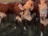 गाय, Simmental cattle — फ़ोटो 1