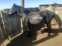 Caballo, Kazakh horse — foto 2