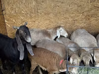 Qoʻy, Arashan sheep — 5-rasm