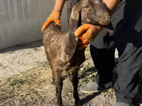 Ziege, Kamori goats — Foto 1