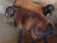 Widder, Hissar sheep — Foto 5