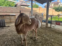 मेढ़ा, Arashan sheep — फ़ोटो 4