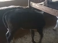 गाय, मवेशी — फ़ोटो 5