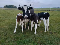 Rinder (Partie, Geschlecht nicht angegeben), Russian Black pied cattle — Foto 1