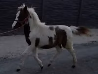 فرس, الخيول — الصورة 7