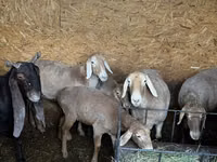 Qoʻy, Arashan sheep — 1-rasm
