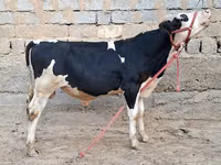 ثور, Simmental cattle — الصورة 5