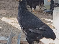 Chickens — photo 1