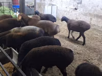 Schaf, Hissar sheep — Foto 2