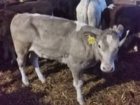 Bulle, Simmental cattle — Foto 4