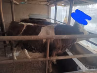Bull, Simmental cattle — photo 2