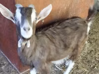 Cabro, Toggenburg goat — foto 2