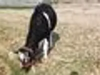 بقرة, Russian Black pied cattle — الصورة 7