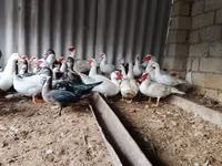 Ducks — फ़ोटो 1