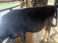 公牛, Cattle — 照片 2