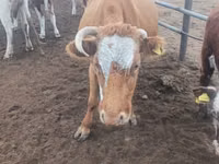 بقرة, Simmental cattle — الصورة 6