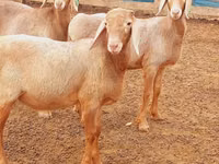 Қошқар, Arashan sheep — 3-сурет