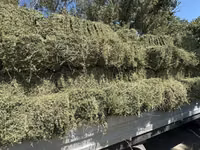 Сено люцерновое в тюках - Кормовое сено из люцерны, прессованное в — сүрөт 3