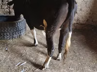母牛, Russian Black pied cattle — 照片 1