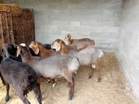 Қошқар, Rhon sheep — 1-сурет