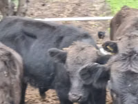 Bulle, Aberdeen-Angus — Foto 4
