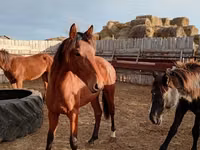 حصان, Horse breed — الصورة 2