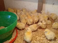 Chickens — Foto 2