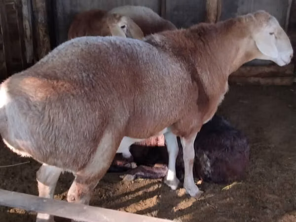 Widder, Arashan sheep