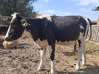 गाय, Russian Black pied cattle — फ़ोटो 3